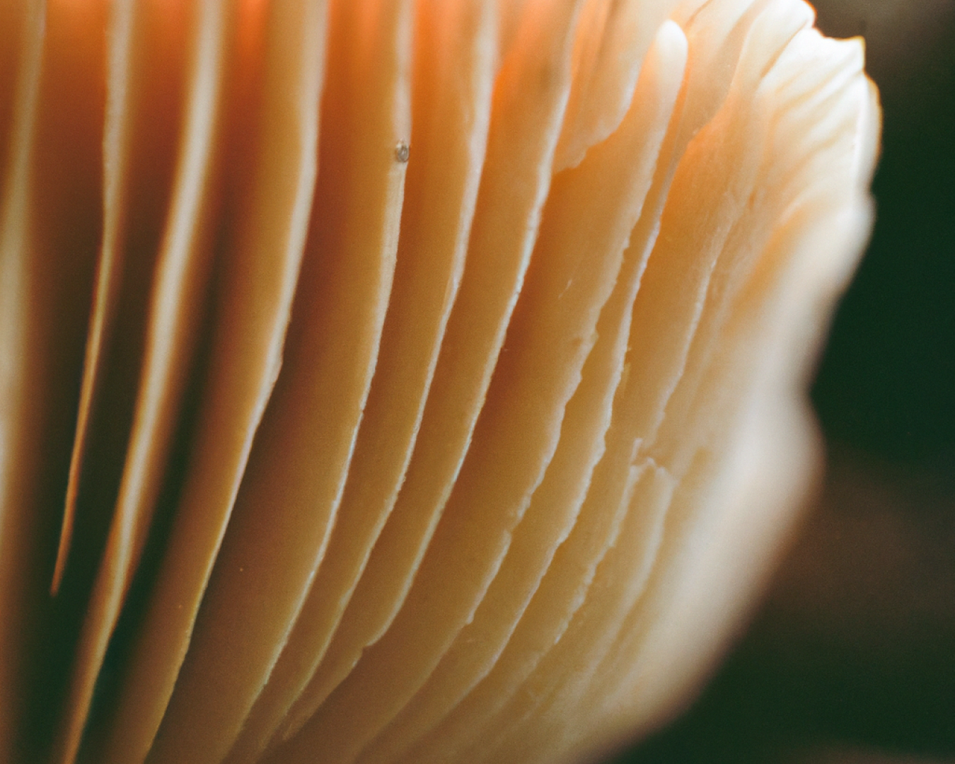 Lion's Mane, Reishi, Cordyceps and Shiitake: What Functional Mushrooms Actually Do