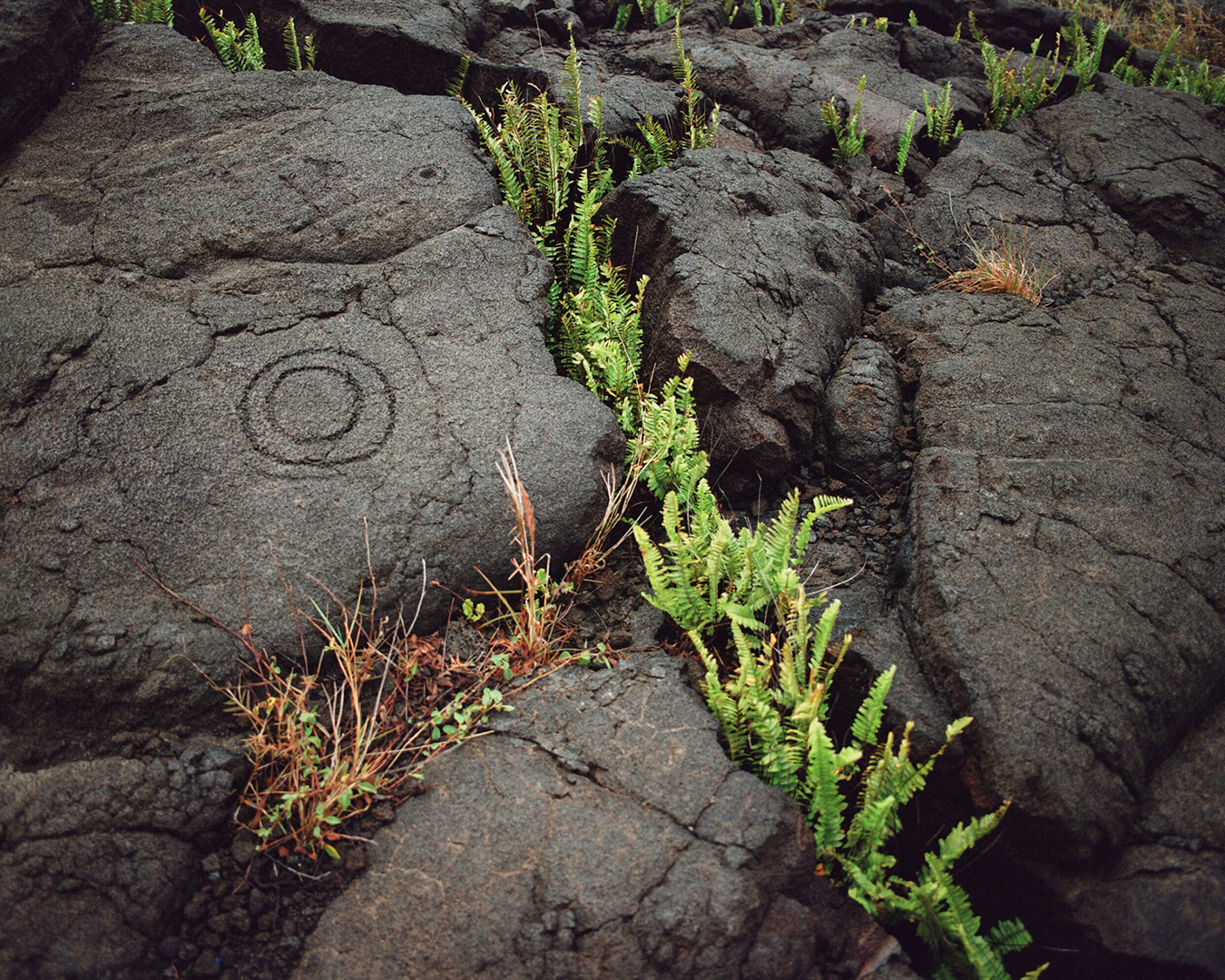 Perseverance as a Soul Quality: A Path to Strength, Growth, and High-Vibrational Living