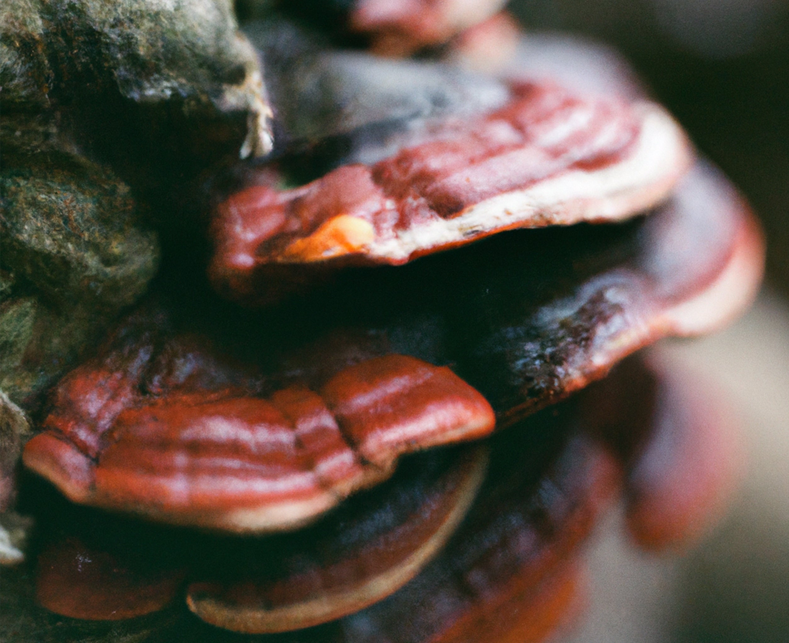 Best Adaptogens for Women: Ashwagandha, Reishi, Guduchi and Holy Basil for Stress Relief